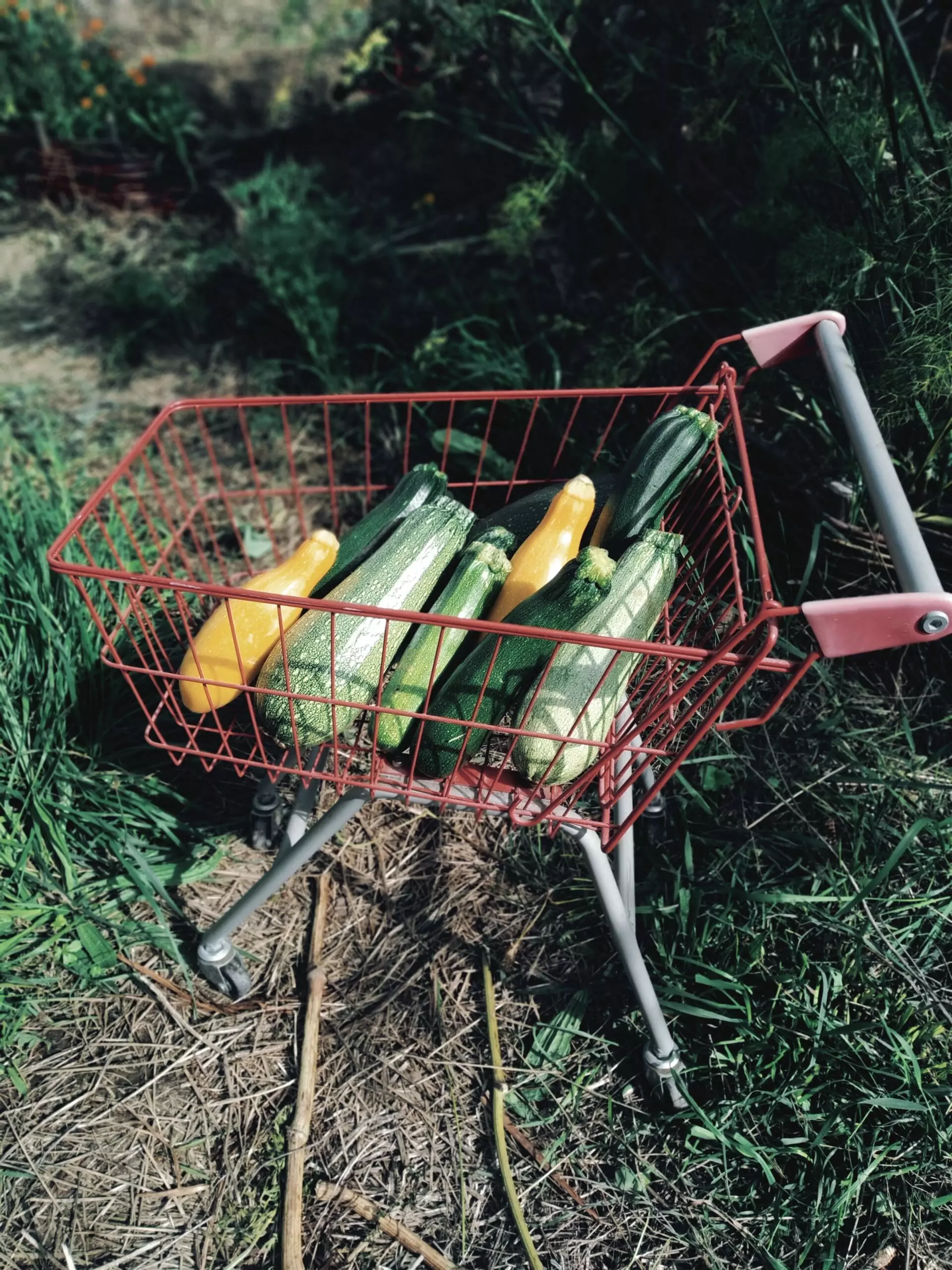 panier-légumes-bio_plouzané