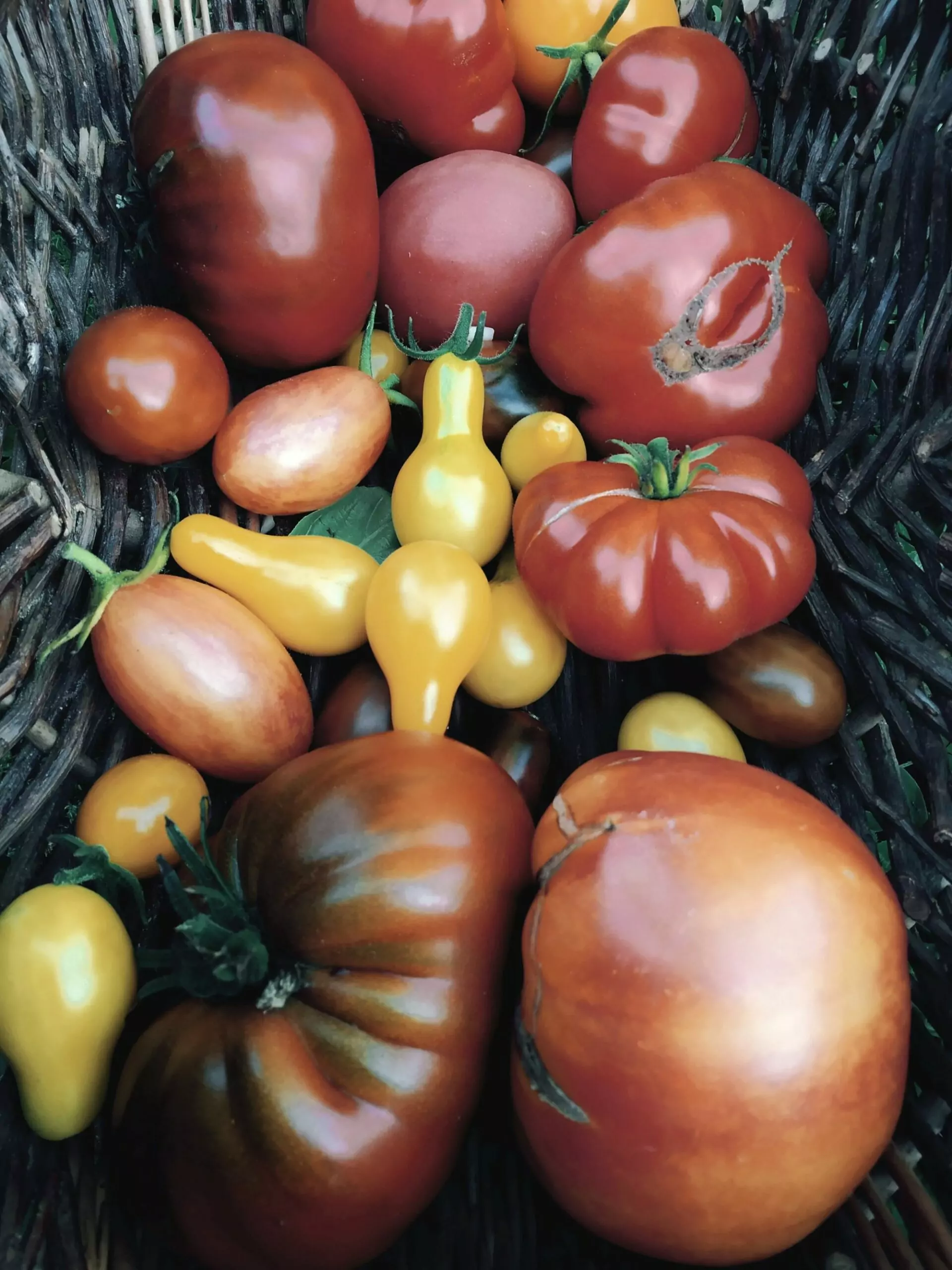 panier-légumes-bios-plouzané