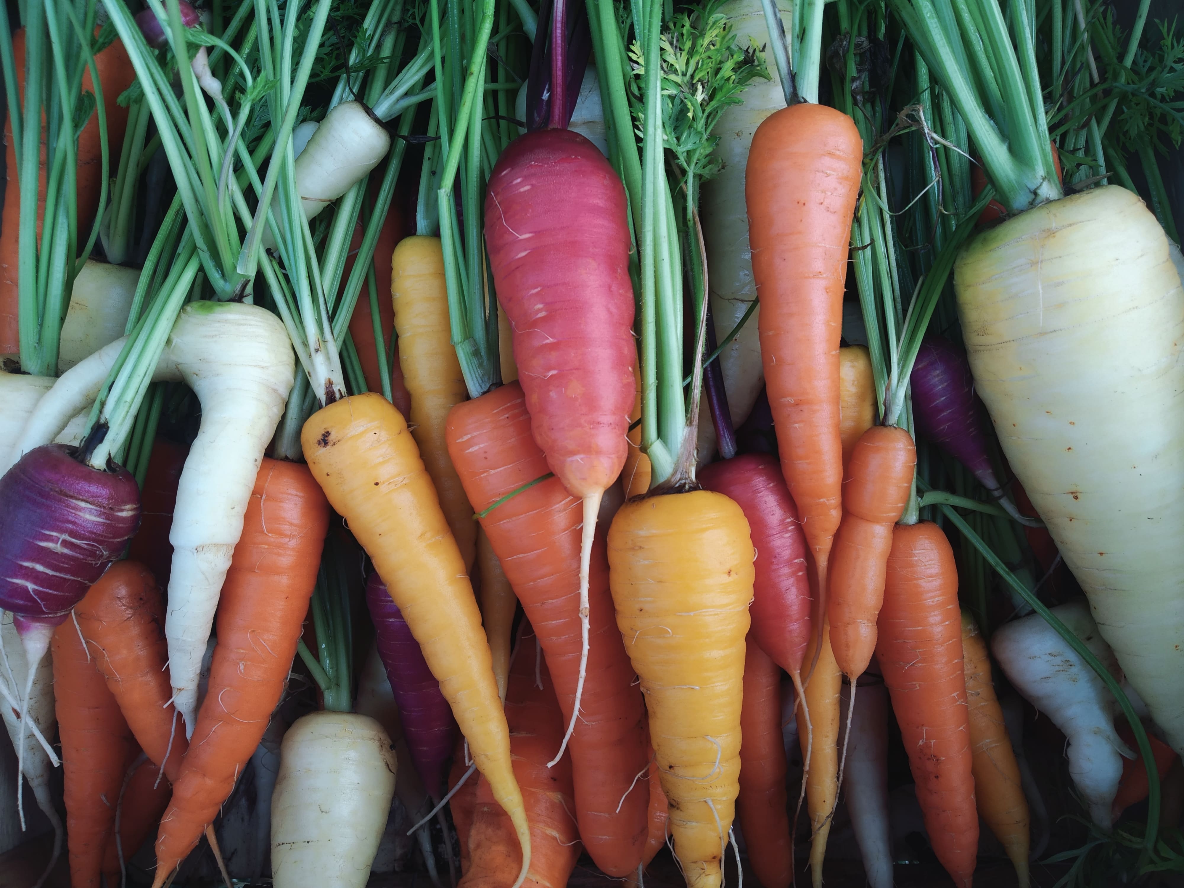 carottes -mélange-variétées-anciennes-mésage