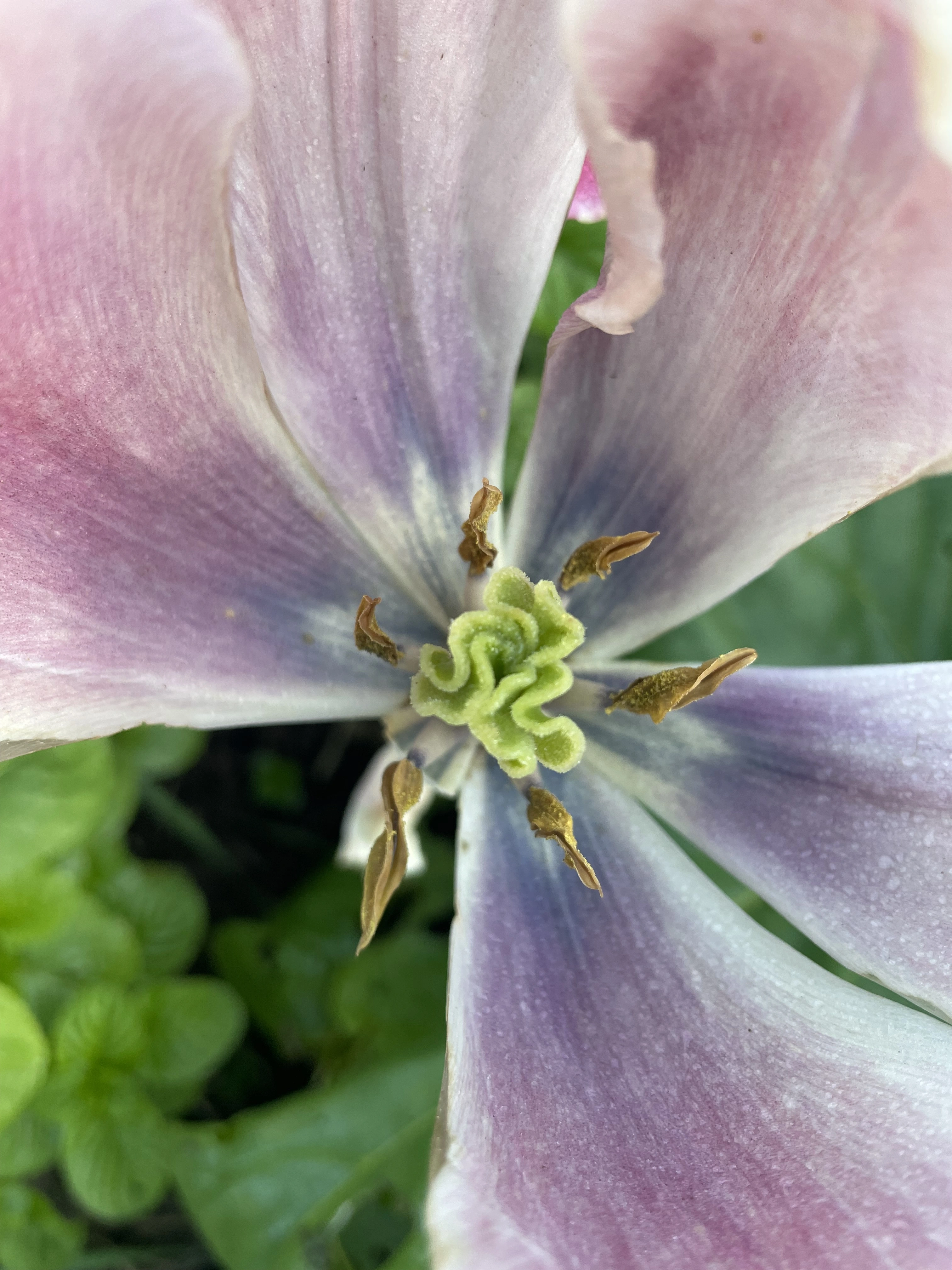 tulipe