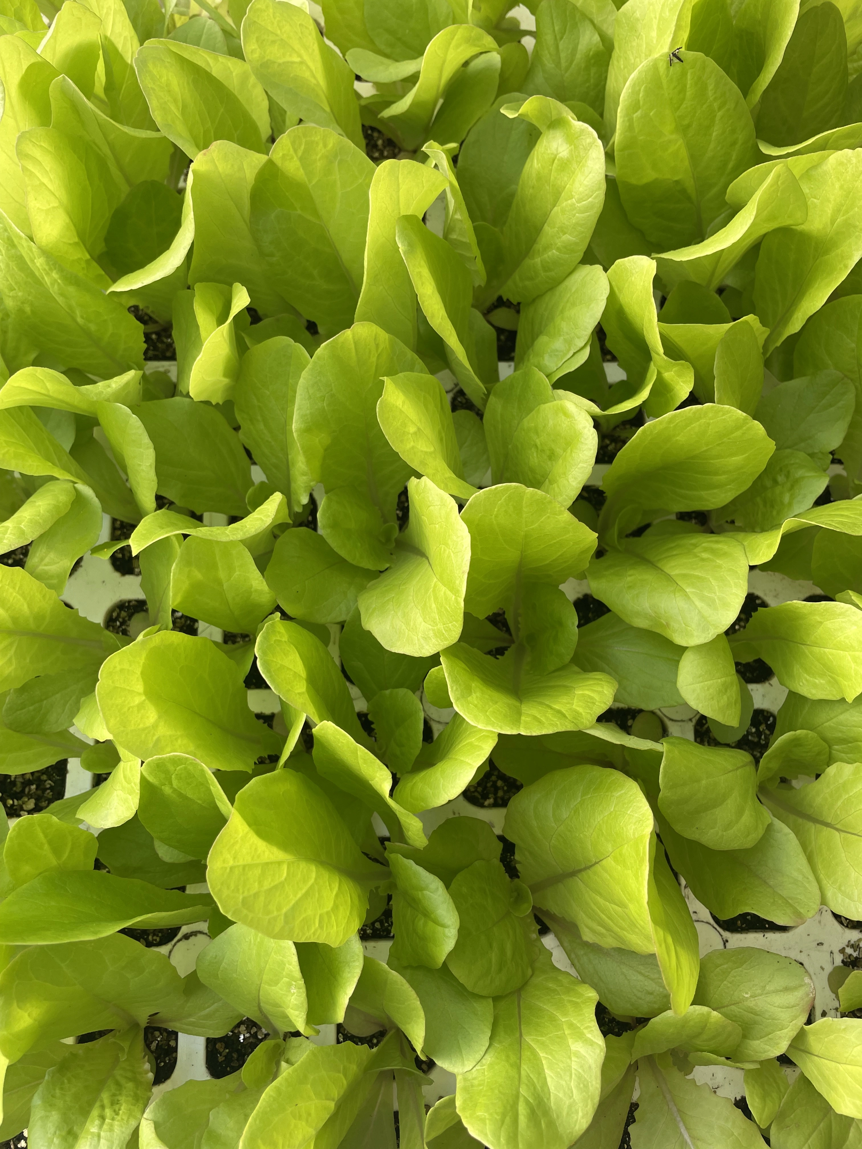 pousses-de-salade