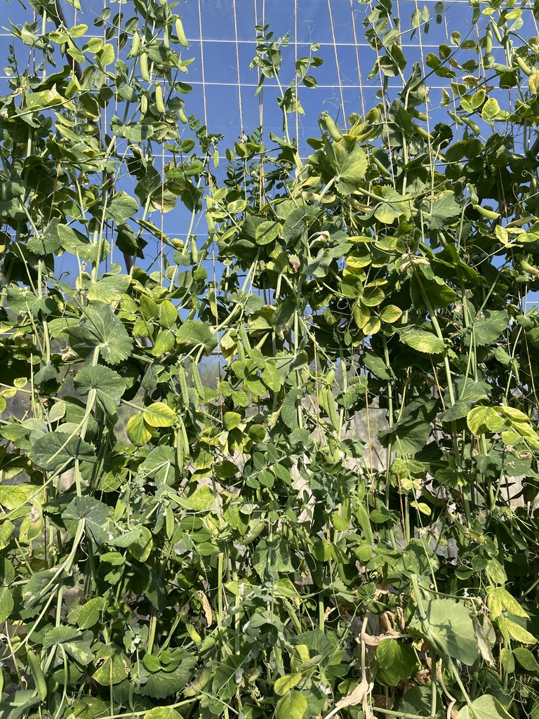 petits-pois