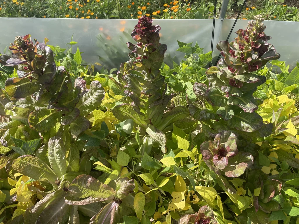 association-salade-haricot