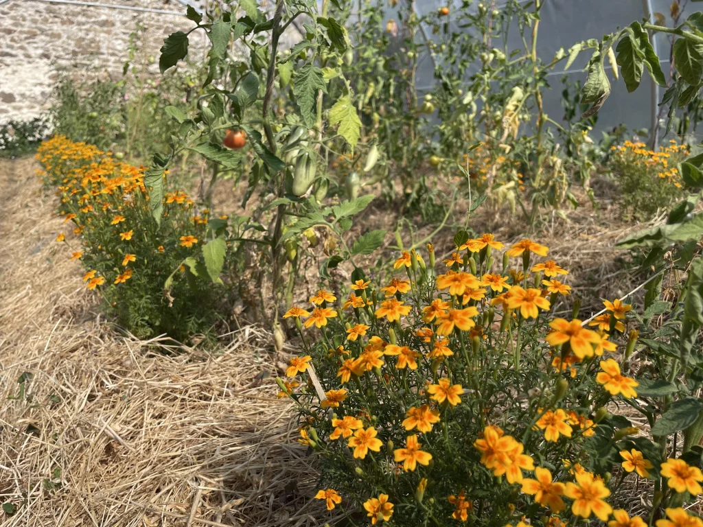 tomates-sous-serre-oiellet-d-inde-paillage