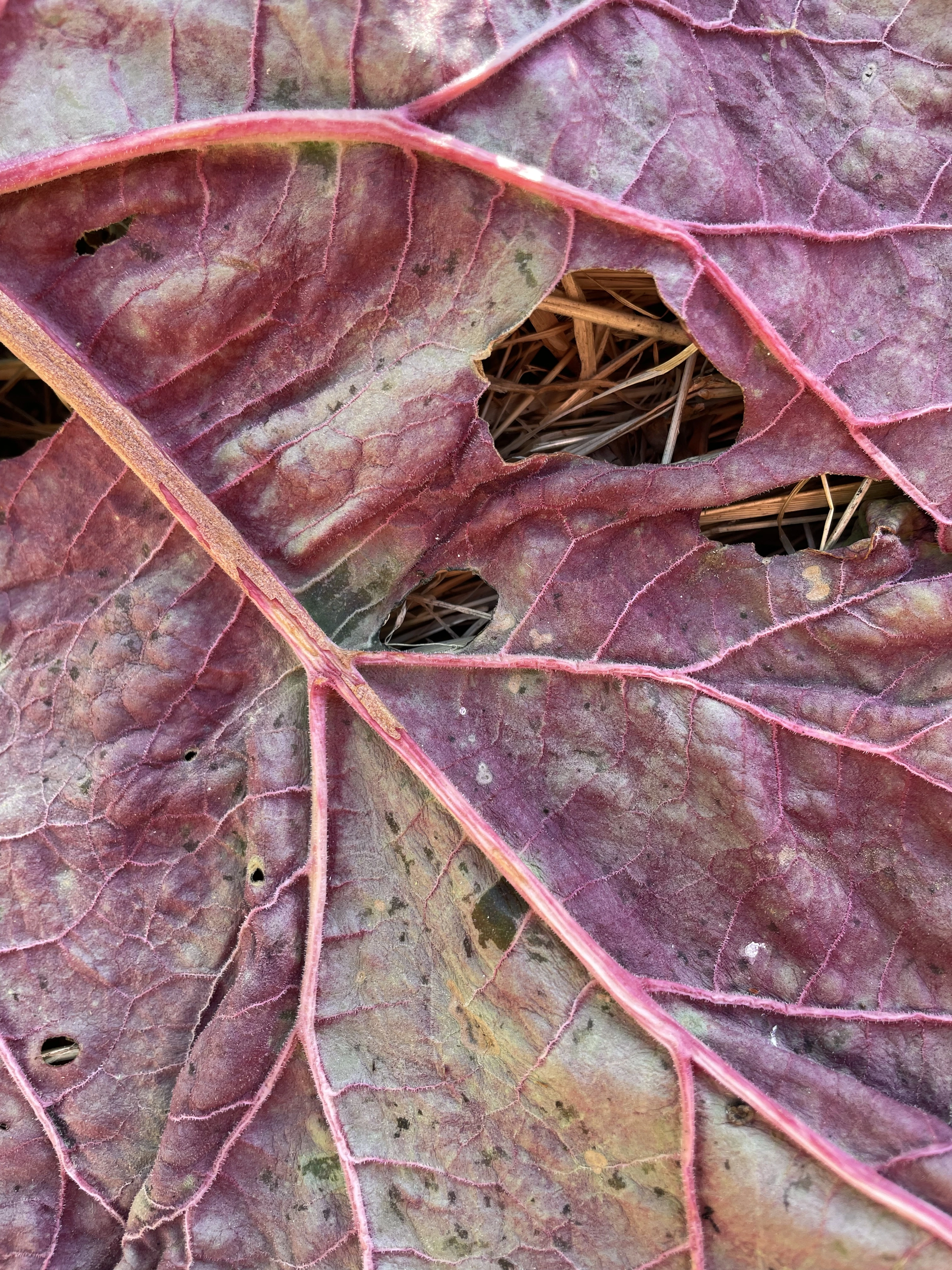 feuille-de-rhubarbe