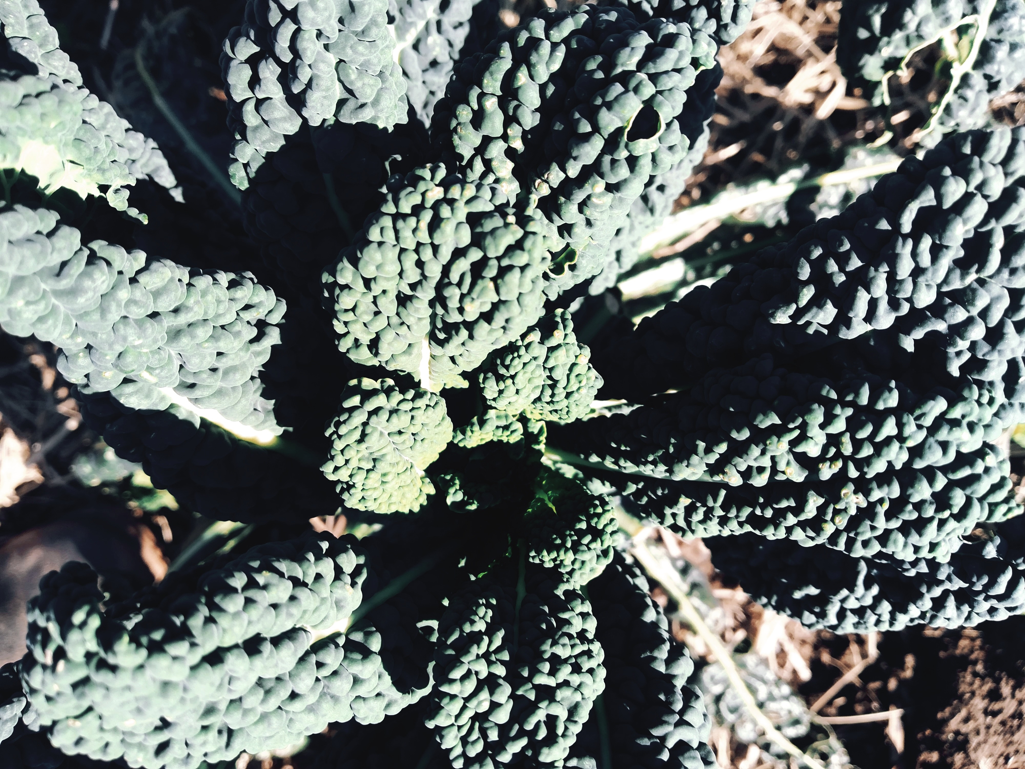 chou-kale-noir-recettes-pesto