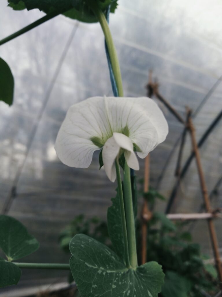 petit pois en fleur-hiver-serre-culture sous abris