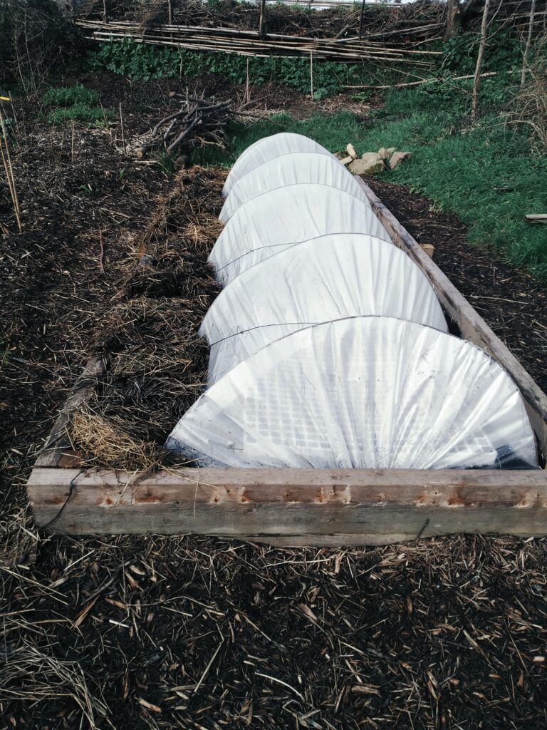 pépinière-semis-poireaux-hiver-potager