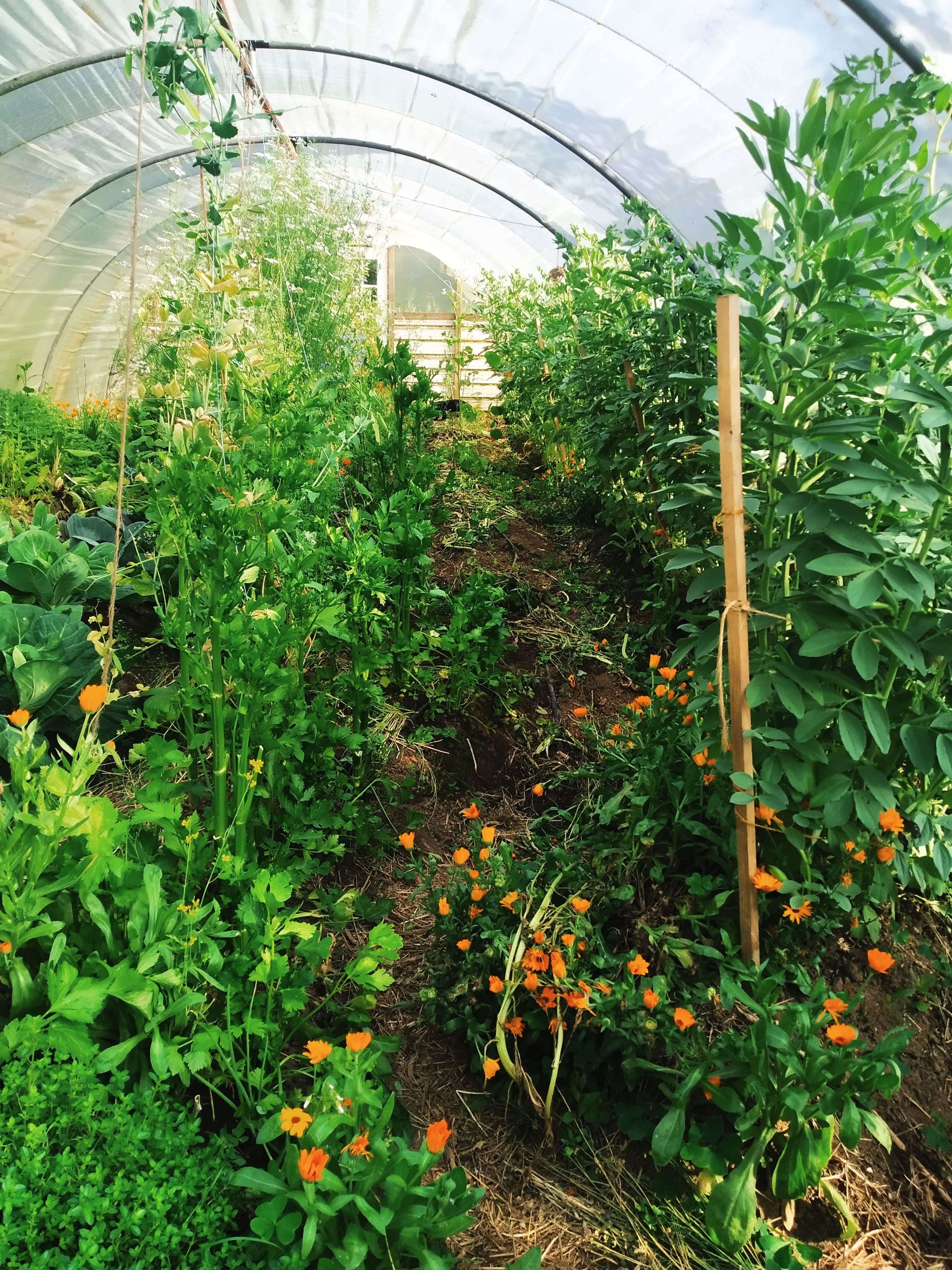 le-printemps-à-son-apogée-dans-la-serre