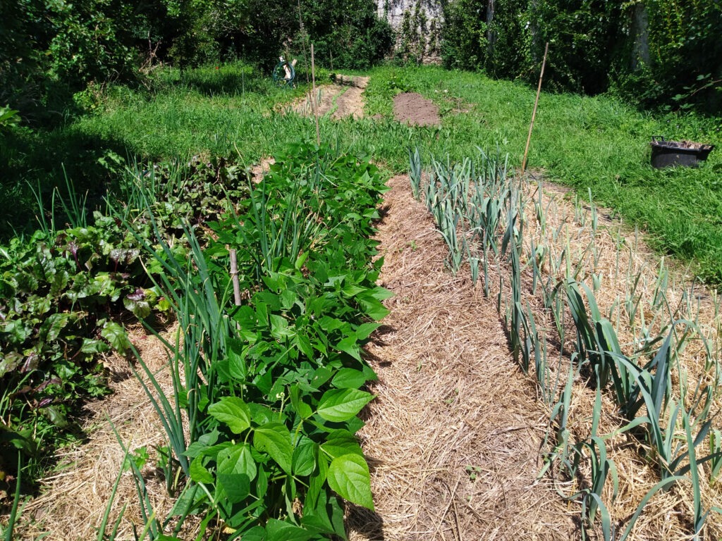 haricots-poireaux-plein-champ-mésage