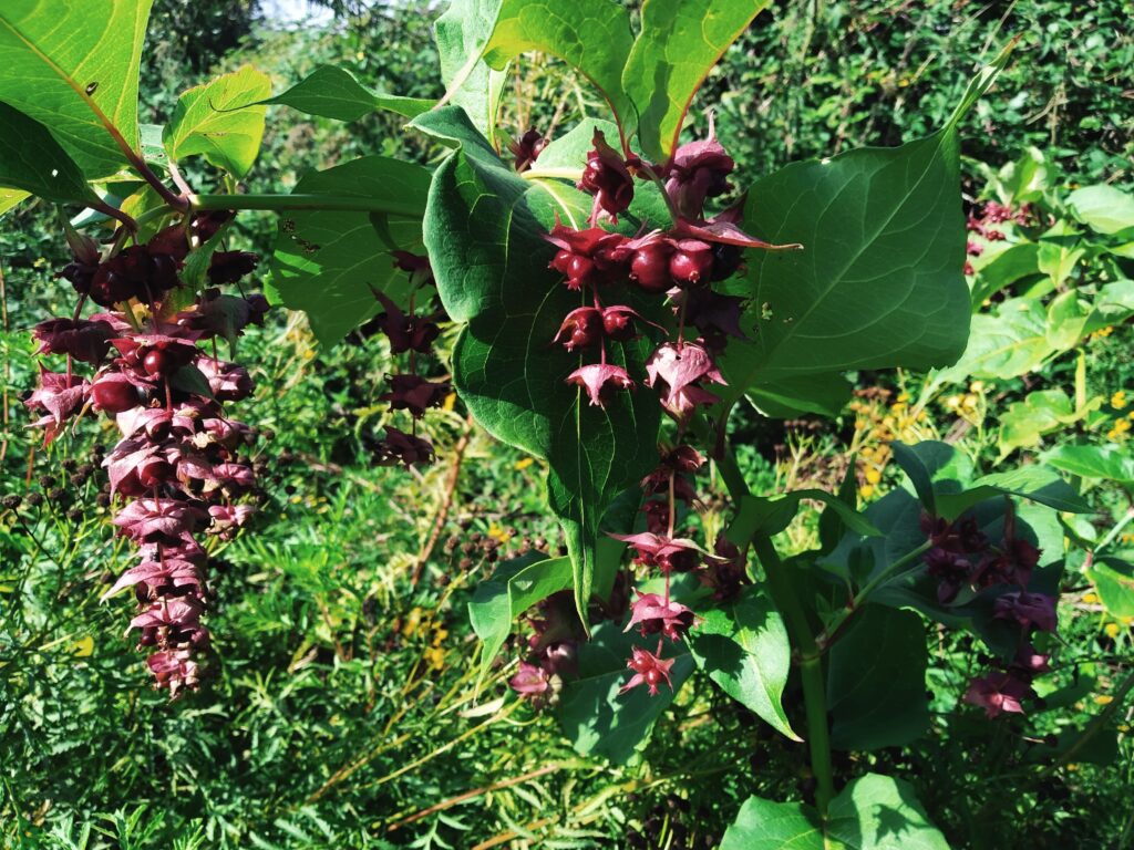 arbre-aux-faisans