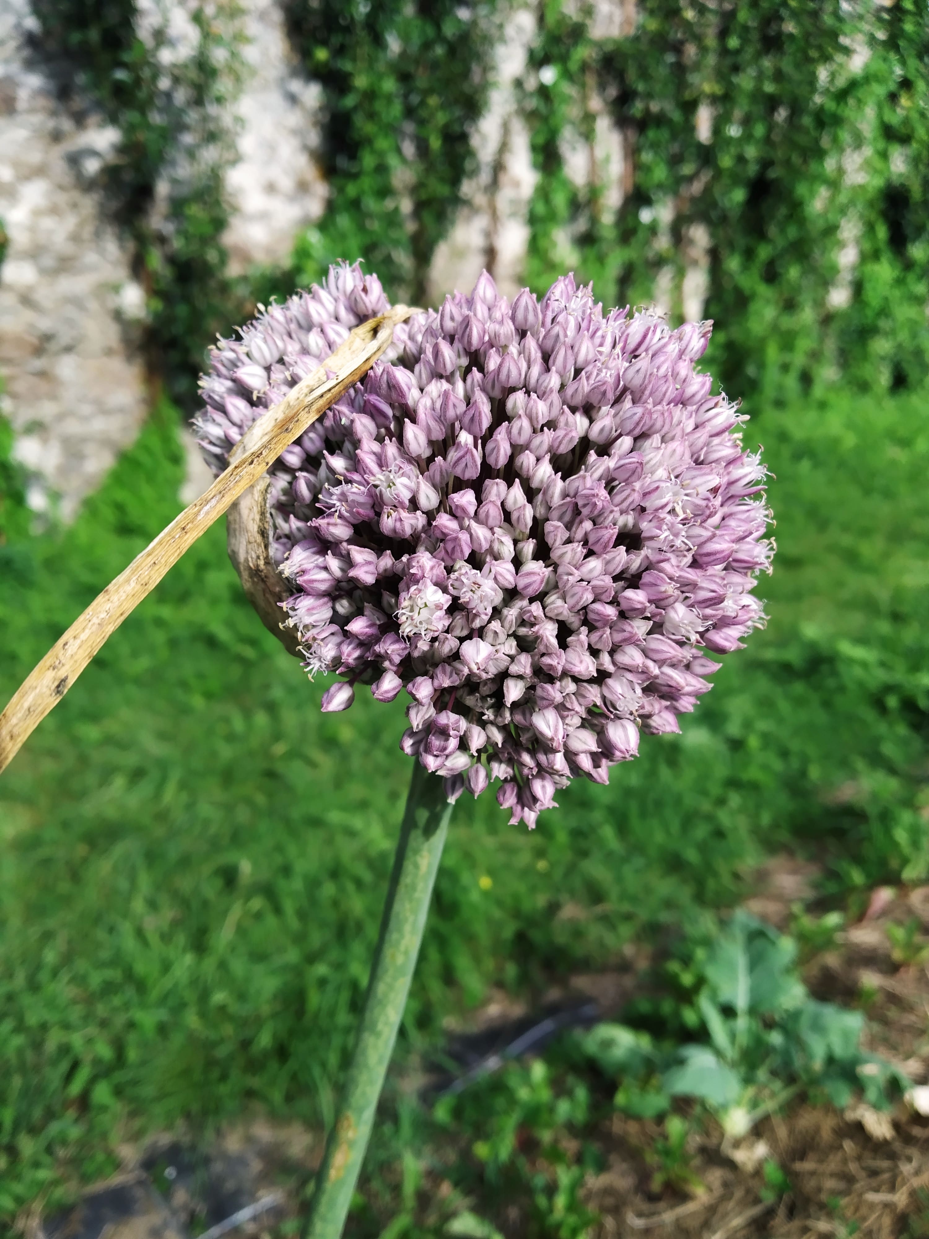 fleur de poireau